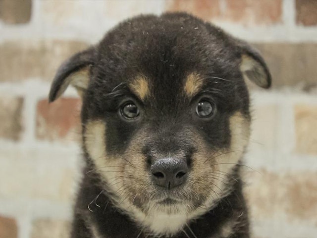 熊本県の柴犬(標準サイズ) (ペッツワン熊本宇土店/2024年8月9日生まれ/男の子/黒)の子犬